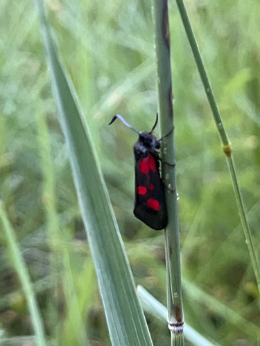 New Forest Burnet