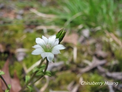 Gentiana flavomaculata