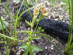 Hermannia grossularifolia