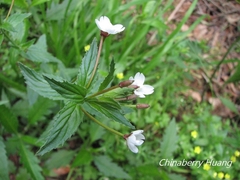 Epilobium amurense