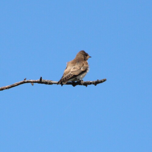 iNaturalist observation photo of Northern Rough-winged Swallow