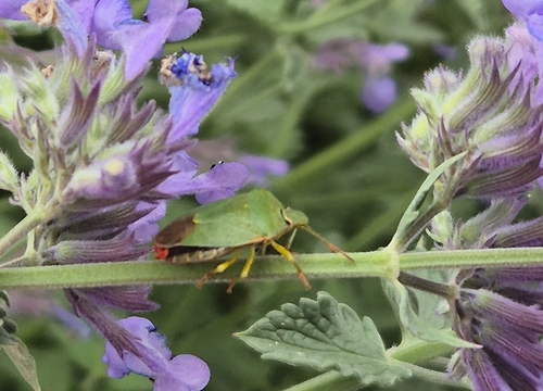Green Shield Bug
