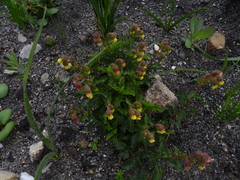 Hermannia grossularifolia