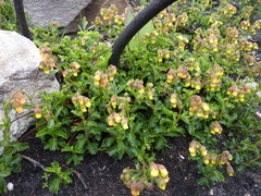 Hermannia grossularifolia