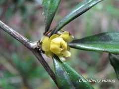 Berberis brevisepala
