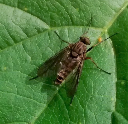 Rhagionidae