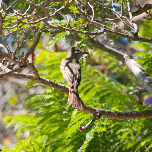 iNaturalist observation photo of Ash-throated Flycatcher