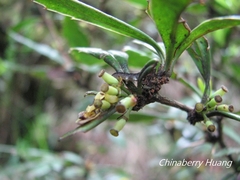 Berberis brevisepala