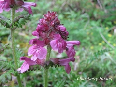 Pedicularis refracta transmorrisonensis