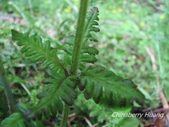 Pedicularis refracta transmorrisonensis