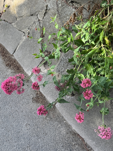 Red Valerian
