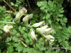 Corydalis ophiocarpa