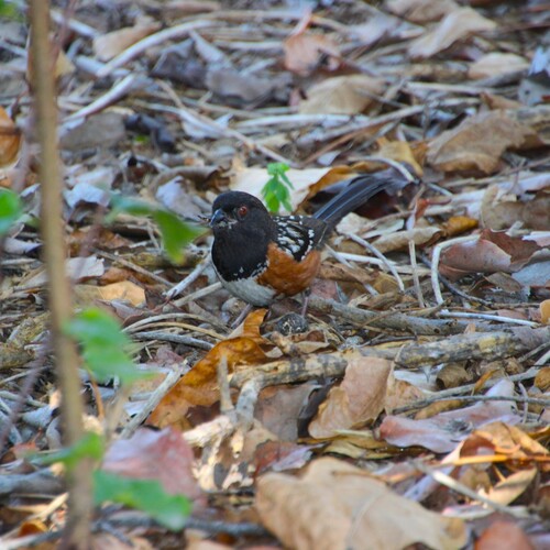 iNaturalist observation photo of Spotted Towhee