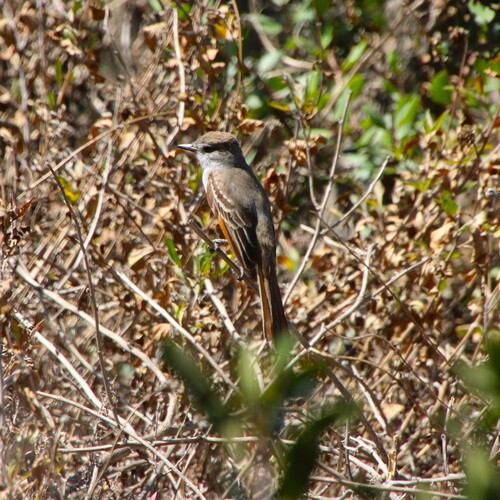 iNaturalist observation photo of Ash-throated Flycatcher