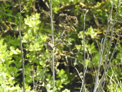Prinia gracilis