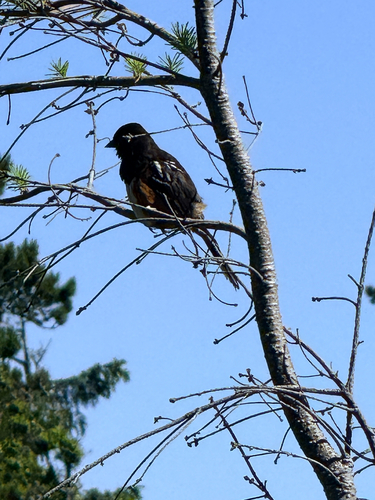 Spotted Towhee