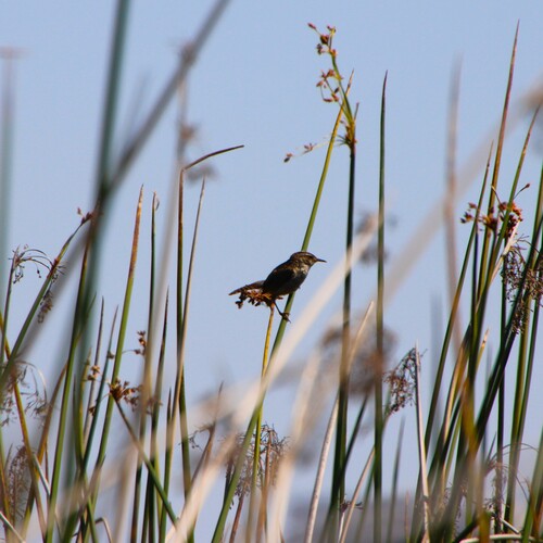 iNaturalist observation photo of Marsh Wren