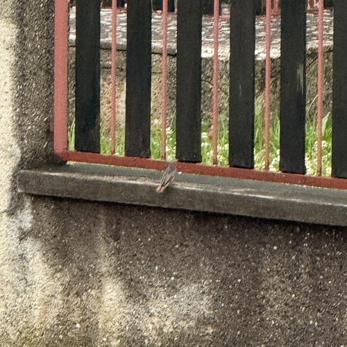 Black Redstart