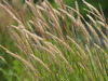 Feathery Pennisetum - Photo no rights reserved, uploaded by 葉子