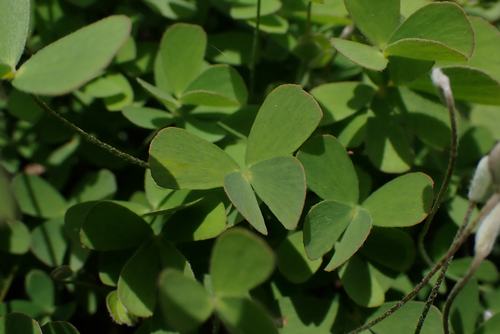 Marsilea villosa observed 2026-05-31