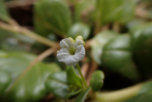 Boerhavia repens observed 2026-05-31