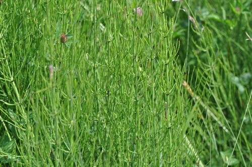 marsh horsetail
