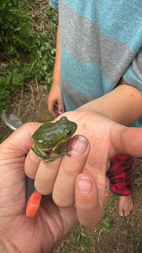 Barking Tree Frog