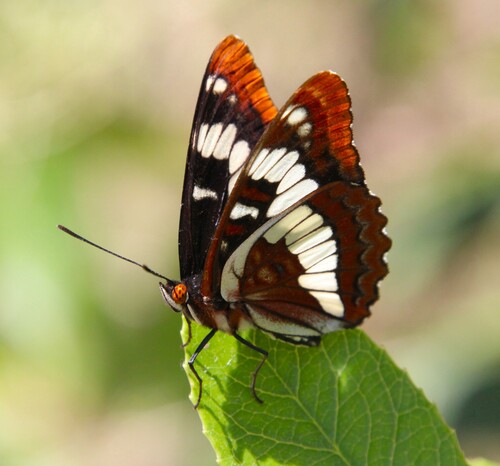 iNaturalist observation photo of Lorquin's Admiral