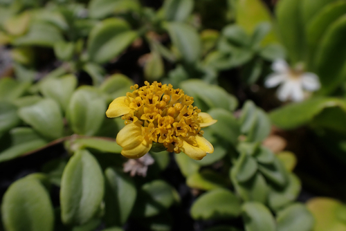 Lipochaeta integrifolia observed 2026-05-31