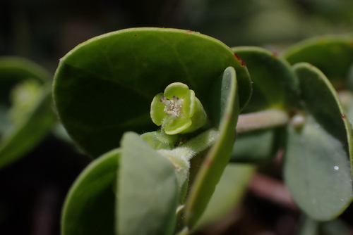 Euphorbia degeneri observed 2026-05-31