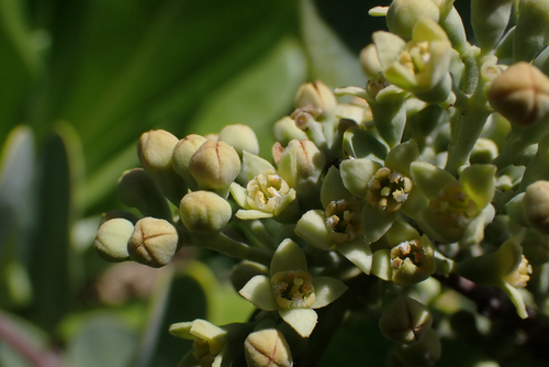Santalum ellipticum observed 2026-05-31