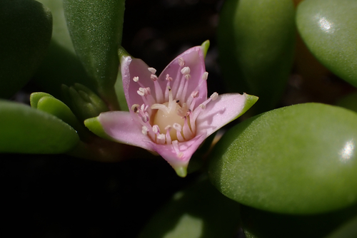 Sesuvium portulacastrum observed 2026-05-31