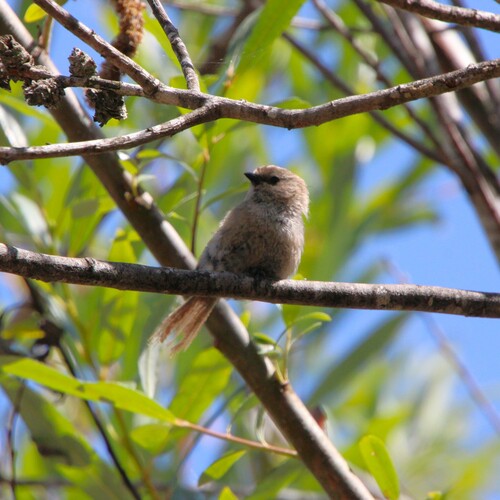 iNaturalist observation photo of Bushtit