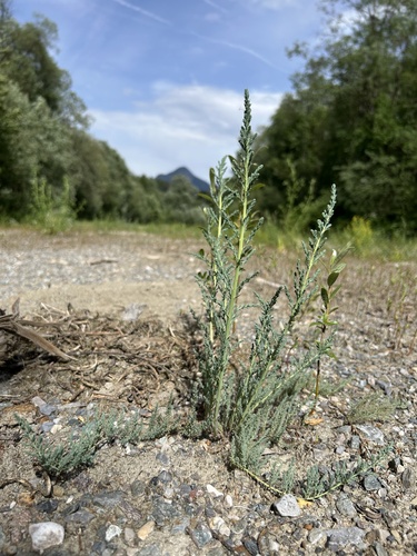 Myricaria