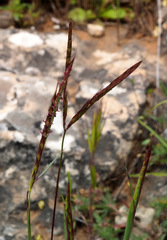 Andropogon distachyos