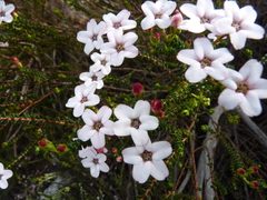 Adenandra brachyphylla
