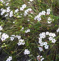 Adenandra brachyphylla