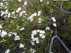Adenandra brachyphylla