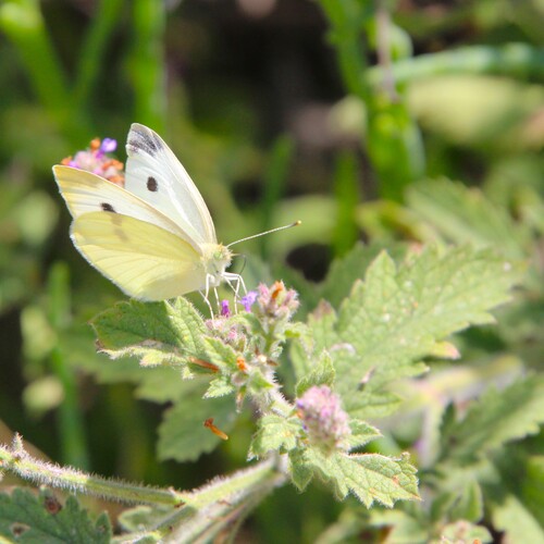 iNaturalist observation photo of Small White