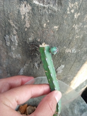 Euphorbia heterochroma