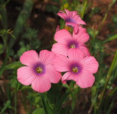 Linum pubescens