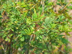 Tephrosia noctiflora
