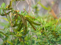 Tephrosia noctiflora