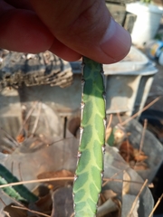 Euphorbia heterochroma