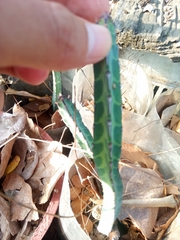 Euphorbia heterochroma