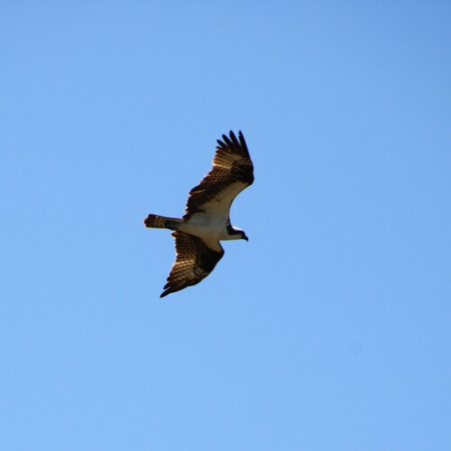 iNaturalist observation photo of Osprey