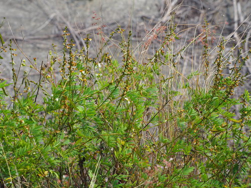 Image of Tephrosia noctiflora by no rights reserved