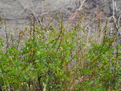 Tephrosia noctiflora
