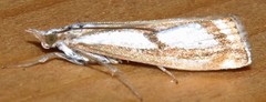 Catoptria
