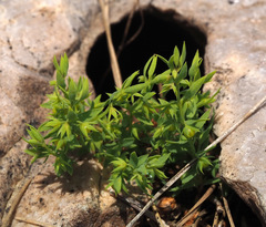 Lysimachia linum-stellatum
